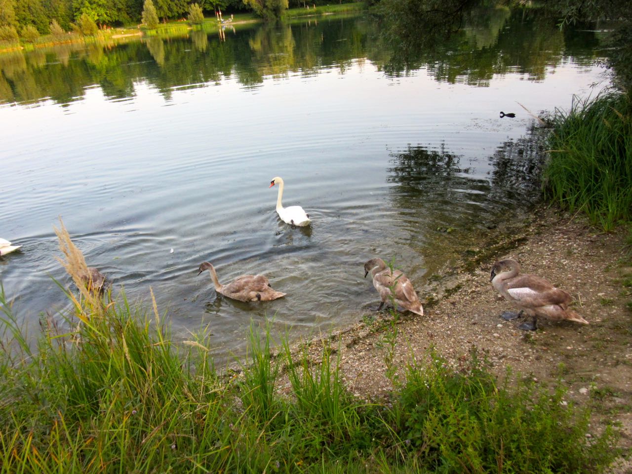 Enten gehen am Pichlingersee ins Wasser